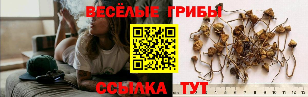Сланцы  купить наркотики сайты  Вход с VPN  Псилоцибиновые грибы прущие грибы 